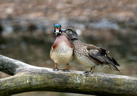 Photo of the Month: May 2022  "Wood Ducks"